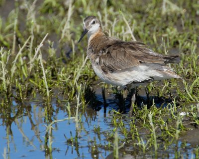 Wilson's Phalarope, male