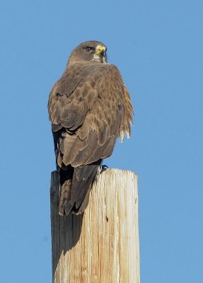 Swainson's Hawk