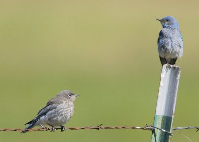 Mountain Bluebirds, adult male and fledgling