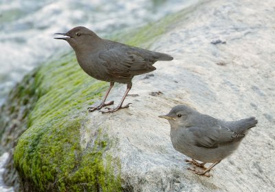 American Dippers, adult and fledgling