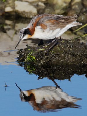 Wilson's Phalarope, female