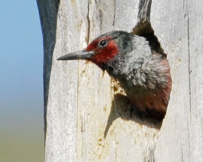 Lewis's Woodpecker, adult at nest