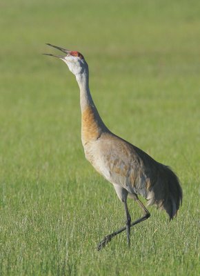 Sandhill Crane, calling