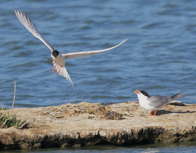 Forster's Terns, adults with downy chicks
