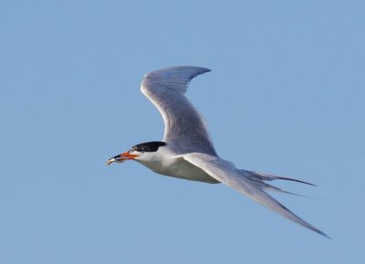 Forster's Tern, carrying fish