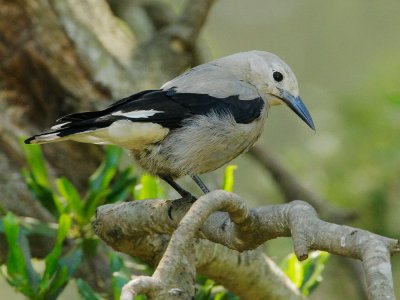 Clark's Nutcracker