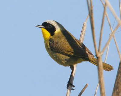 Common Yellowthroat, male