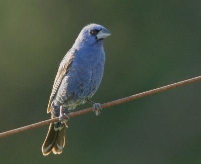 Blue Grosbeak, male