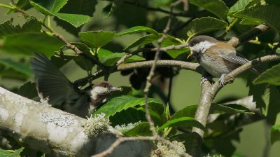 Chestnut-backed Chickadees, adult feeding fledgling