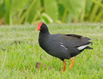 Common Gallinule, Hawaiian subspecies