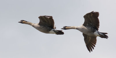 Hawaiian Geese (Nene), flying