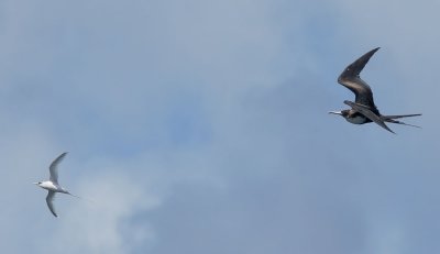 Great Frigatebird, female, chasing White-tailed Tropicbird
