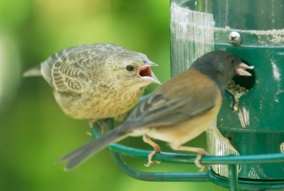 Brown-headed Cowbird chick begging from Junco, 2008