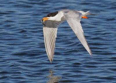 Forsters Tern, carrying fish