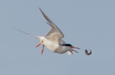Forster's Tern, dropping fish