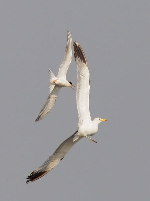 Forster's Tern, harassing California Gull