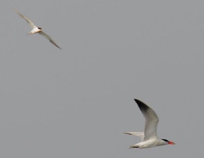 Forsters Tern, harassing Caspian Tern