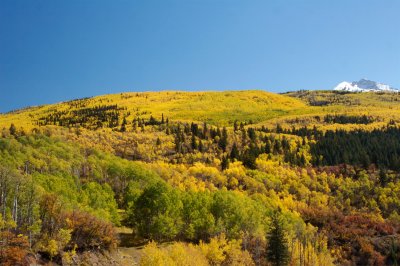Largest Aspen Grove