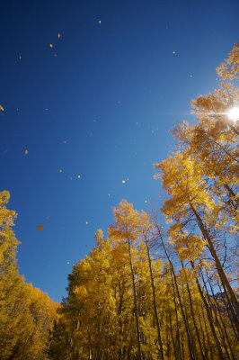 Raining leaves