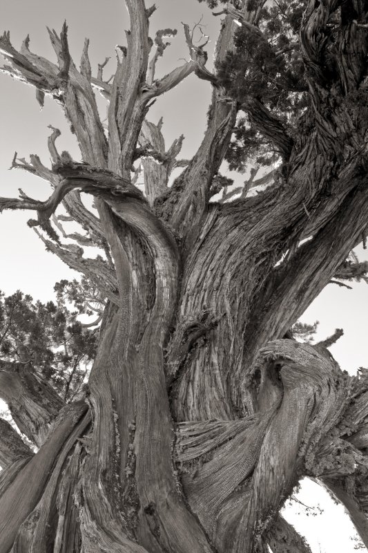 Mountain Juniper