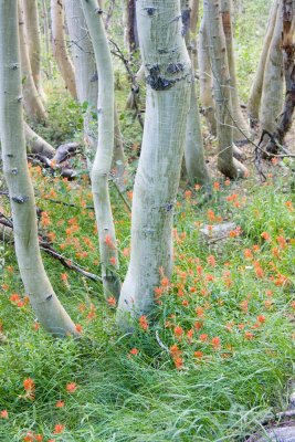Aspen and Indian Paintbrush
