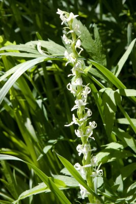 Bog Orchid