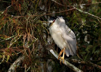 Night Heron