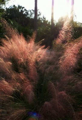 Ornamental Reds