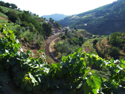 Wine Rue36