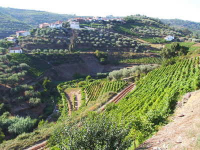 Wine Rue37