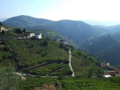 Wine Rue52