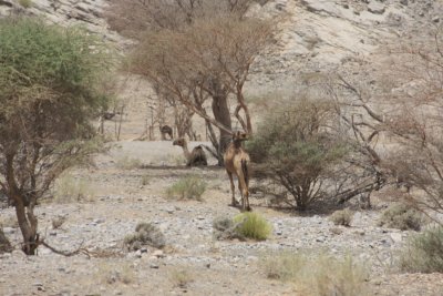 Dubai - Mountain safari to Wadi Hatta