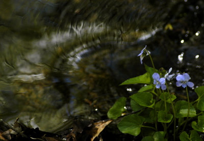 violets in the stream 172