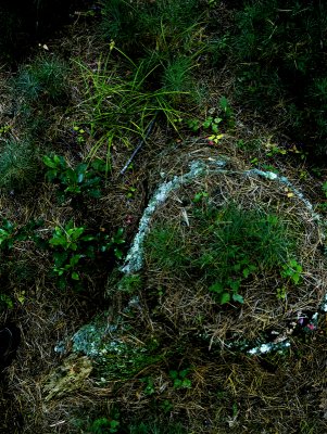 garden in the rough