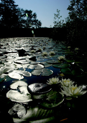 lake o' lilies