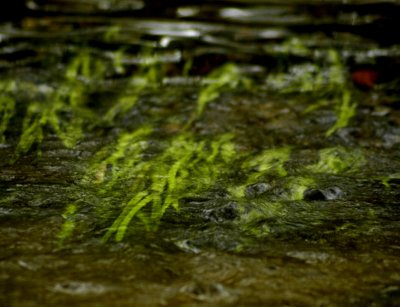 river of grass