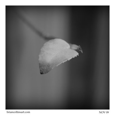 DSC_4048bw-square-50.jpg