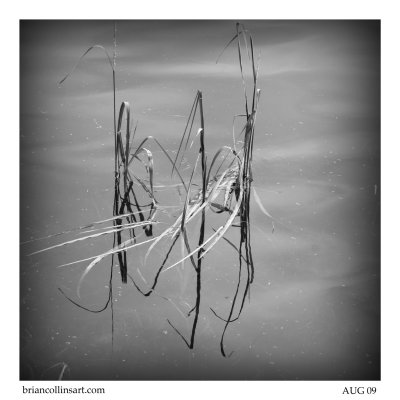 DSC_7710bw-square-50.jpg