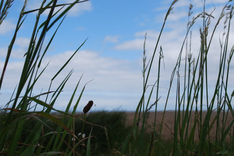 Aldeburgh-my garden for a week