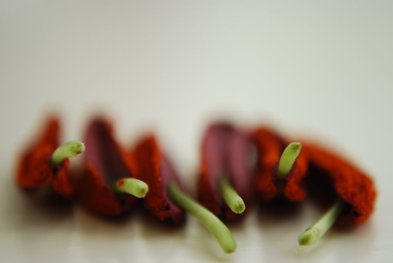 stamens