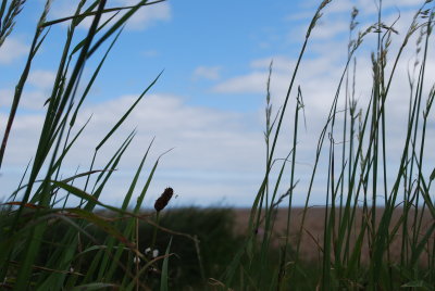 Aldeburgh-my garden for a week