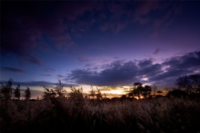 Sunset reedbeds
