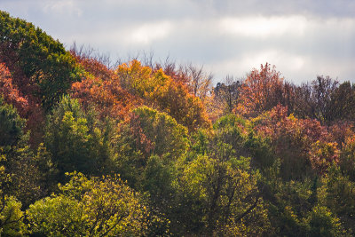 Forest colours