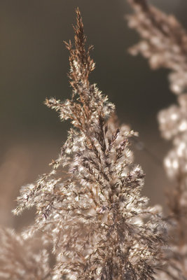 Reedhead