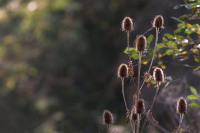 Teasel
