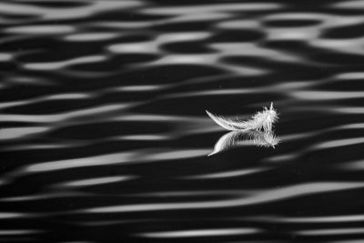 Feather