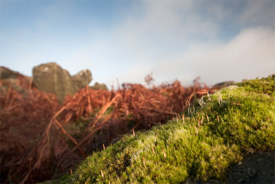 Bracken moss