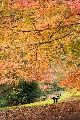 Autumn bench