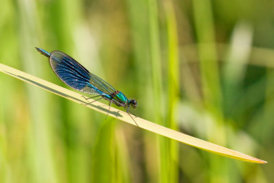 Calopteryx splendensBanded Demoiselle [male]