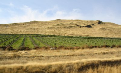 Lush Vineyards